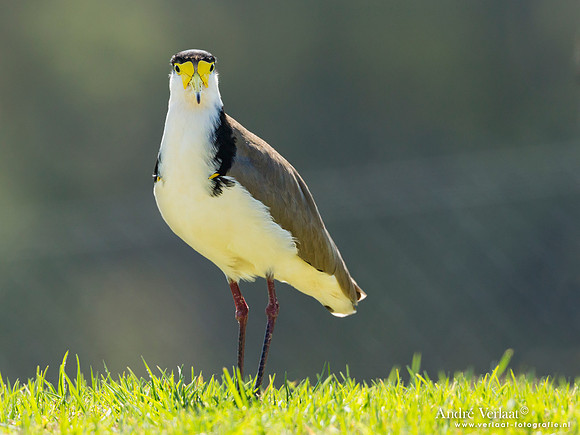 Maskerkievit / Masked Lapwing