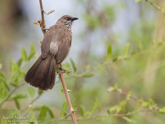 Pijlpuntbabbelaar / Arrow-marked Babbler - South Luangwa NP