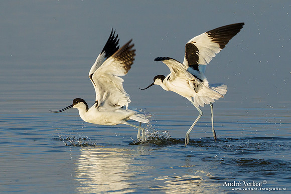 Kluut / Pied Avocet - Lesvos