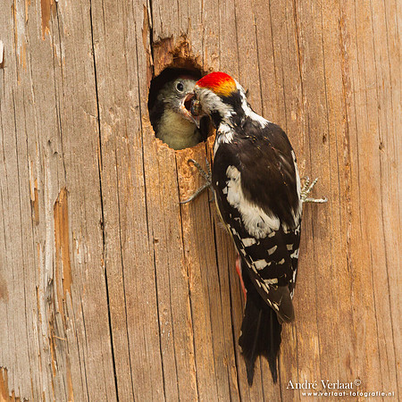 Middelste Bonte Specht / Middle Spotted Woodpecker - Lesvos