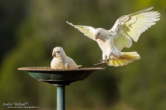 Naaktoogkaketoe / Little Corella - Highfields