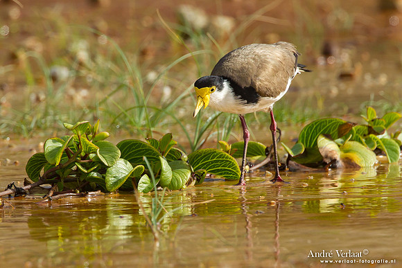 Maskerkievit - Masked Lapwing / Fraser Island