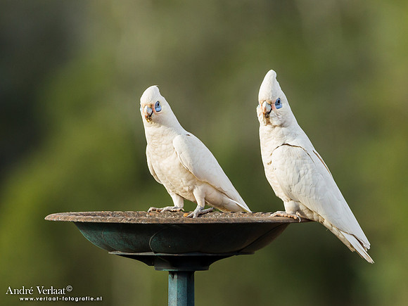 Naaktoogkaketoe / Little Corella - Highfields