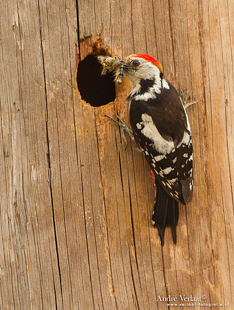 Middelste Bonte Specht / Middle Spotted Woodpecker - Lesvos