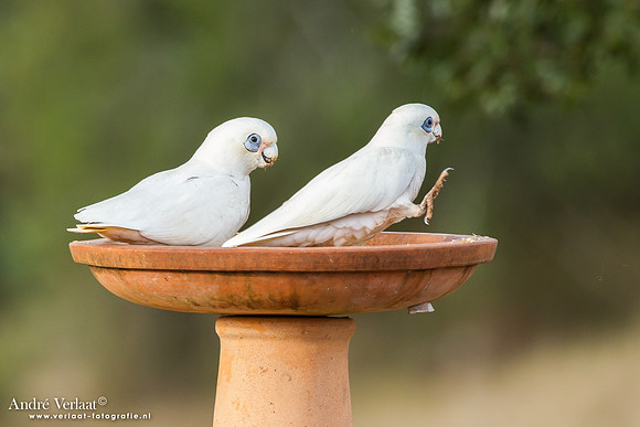 Naaktoogkaketoe / Little Corella - Highfields
