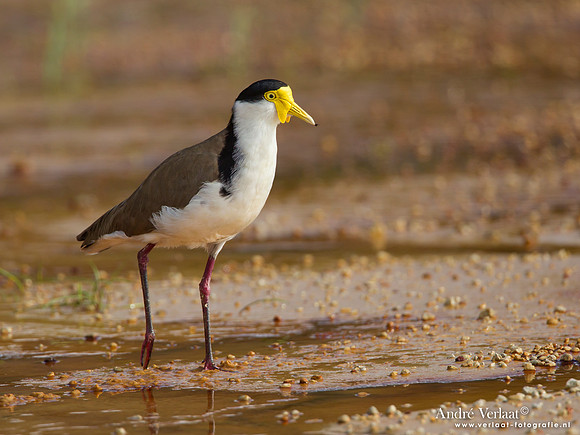 Maskerkievit - Masked Lapwing / Fraser Island
