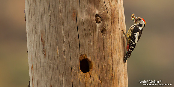 Middelste Bonte Specht / Middle Spotted Woodpecker - Lesvos