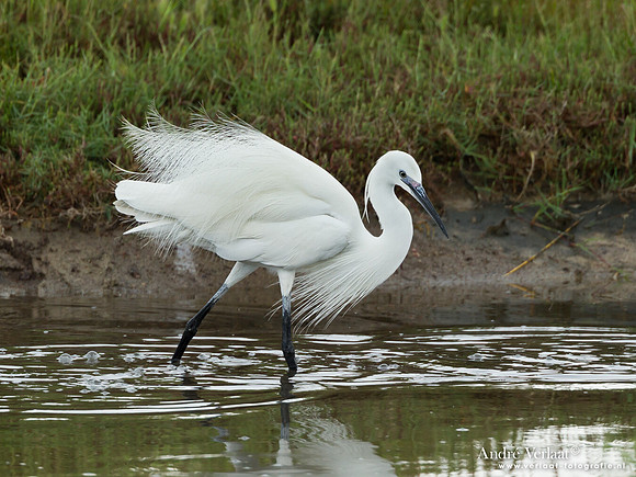 Kleine Zilverreiger / Little Egret - Lesvos