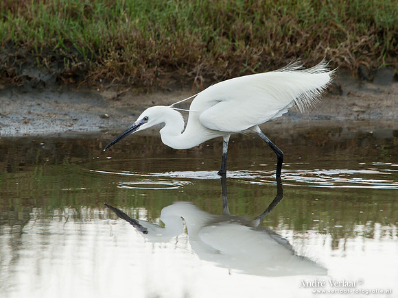 Kleine Zilverreiger / Little Egret - Lesvos