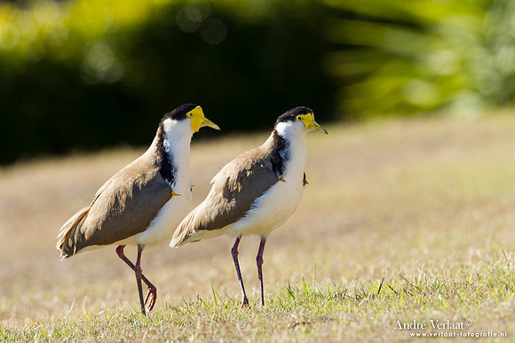 Maskerkievit / Masked Lapwing