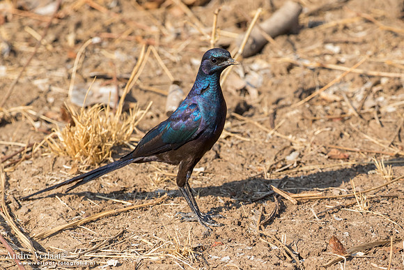 Meves' Langstaartglansspreeuw / Meves's Glossy-Starling - South Luangwa NP