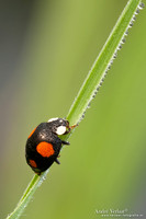 Lieveheersbeestje / Ladybird