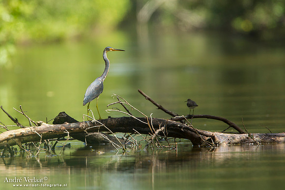 Mangrovereiger / Striated Heron - Bigi Pan