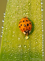 Veelkleurig Aziatisch Lieveheersbeestje / Multicoloured Asian ladybird - Wognum,