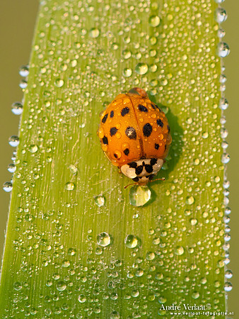 Veelkleurig Aziatisch Lieveheersbeestje / Multicoloured Asian ladybird - Wognum,