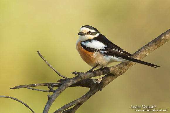 Maskerklauwier / Masked Shrike - Lesvos