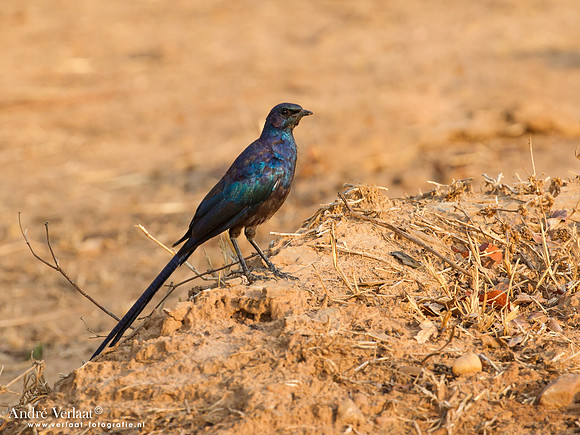 Meves' Langstaartglansspreeuw / Meves's Glossy-Starling - South Luangwa NP