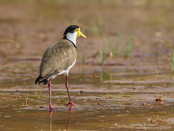 Maskerkievit - Masked Lapwing / Fraser Island