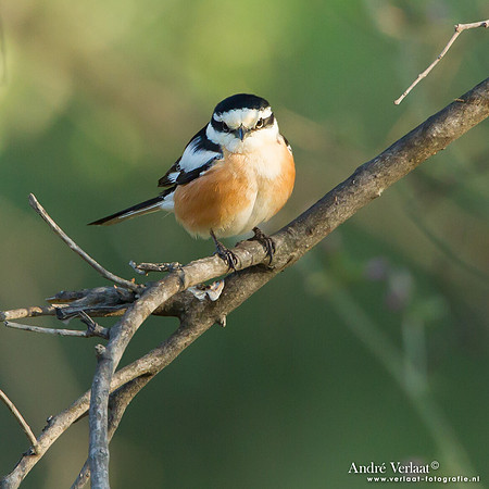 Maskerklauwier / Masked Shrike - Lesvos
