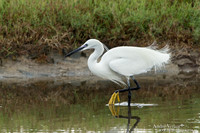 Kleine Zilverreiger / Little Egret - Lesvos