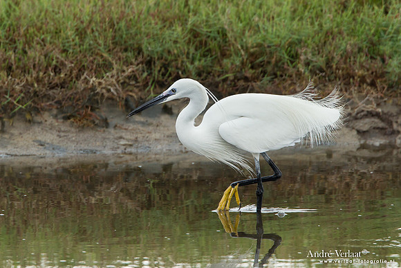 Kleine Zilverreiger / Little Egret - Lesvos