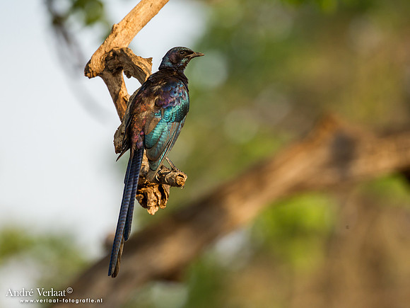 Meves' Langstaartglansspreeuw / Meves's Glossy-Starling - South Luangwa NP