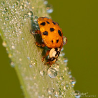 Veelkleurig Aziatisch Lieveheersbeestje / Multicoloured Asian ladybird - Wognum,