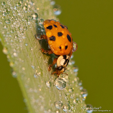 Veelkleurig Aziatisch Lieveheersbeestje / Multicoloured Asian ladybird - Wognum,