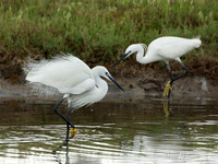 Kleine Zilverreiger / Little Egret