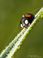 Veelkleurig Aziatisch Lieveheersbeestje / Multicoloured Asian ladybird- Wognum