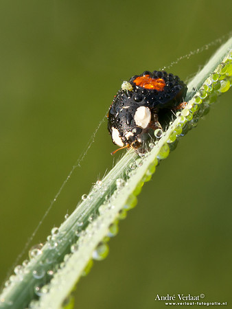 Veelkleurig Aziatisch Lieveheersbeestje / Multicoloured Asian ladybird- Wognum