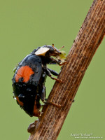 Veelkleurig Aziatisch Lieveheersbeestje / Multicoloured Asian ladybird- Wognum