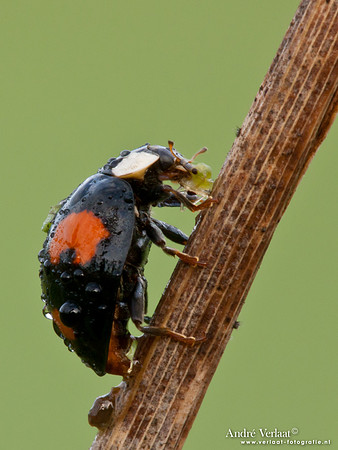 Veelkleurig Aziatisch Lieveheersbeestje / Multicoloured Asian ladybird- Wognum