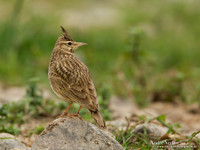 Kuifleeuwerik / Crested Lark - Lesvos
