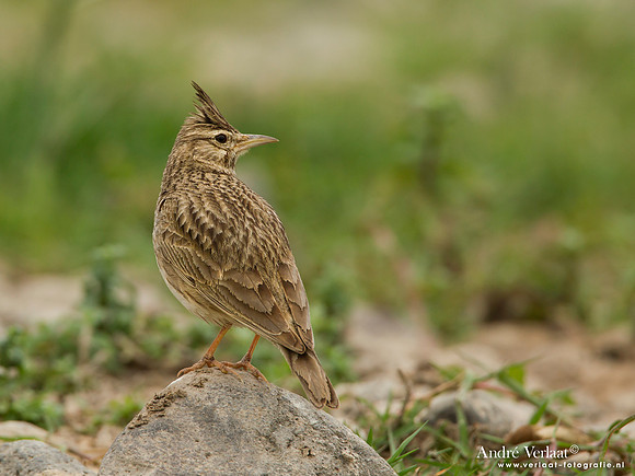 Kuifleeuwerik / Crested Lark - Lesvos