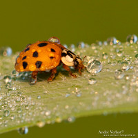 Veelkleurig Aziatisch Lieveheersbeestje / Multicoloured Asian ladybird - Wognum