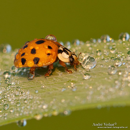 Veelkleurig Aziatisch Lieveheersbeestje / Multicoloured Asian ladybird - Wognum