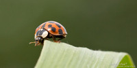 Lieveheersbeestje / Ladybird - Wognum