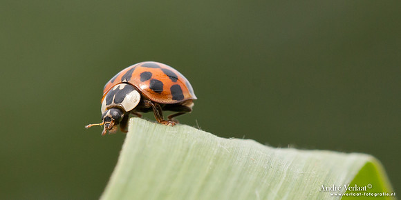 Lieveheersbeestje / Ladybird - Wognum