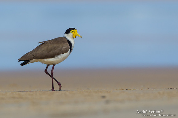 Maskerkievit - Masked Lapwing / Fraser Island