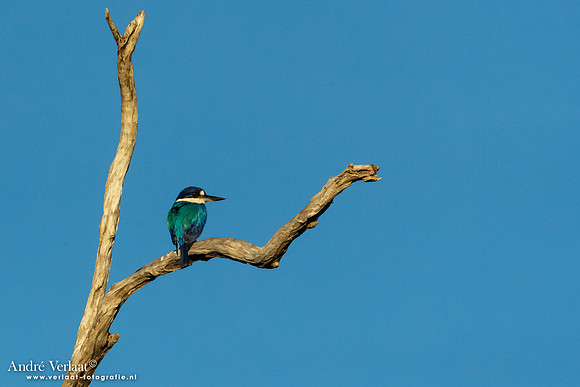Macleays IJsvogel / Forest Kingfisher - Yellow Waters NT