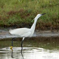 Kleine Zilverreiger / Little Egret - Lesvos
