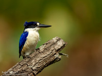 Macleays IJsvogel / Forest Kingfisher