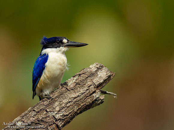 Macleays IJsvogel / Forest Kingfisher - Fogg Dam NT