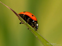 Lieveheersbeestje / Ladybird - Wognum
