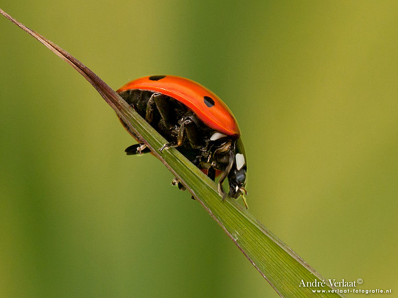 Lieveheersbeestje / Ladybird - Wognum