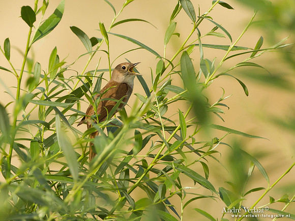 Nachtegaal / Common Nightingale - Lesvos