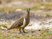 Naaktoogkwartelduif / Partridge Pigeon - Jabiru NT