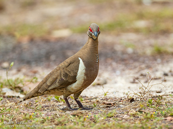 Naaktoogkwartelduif / Partridge Pigeon - Jabiru NT