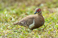 Naaktoogkwartelduif / Partridge Pigeon - Jabiru NT